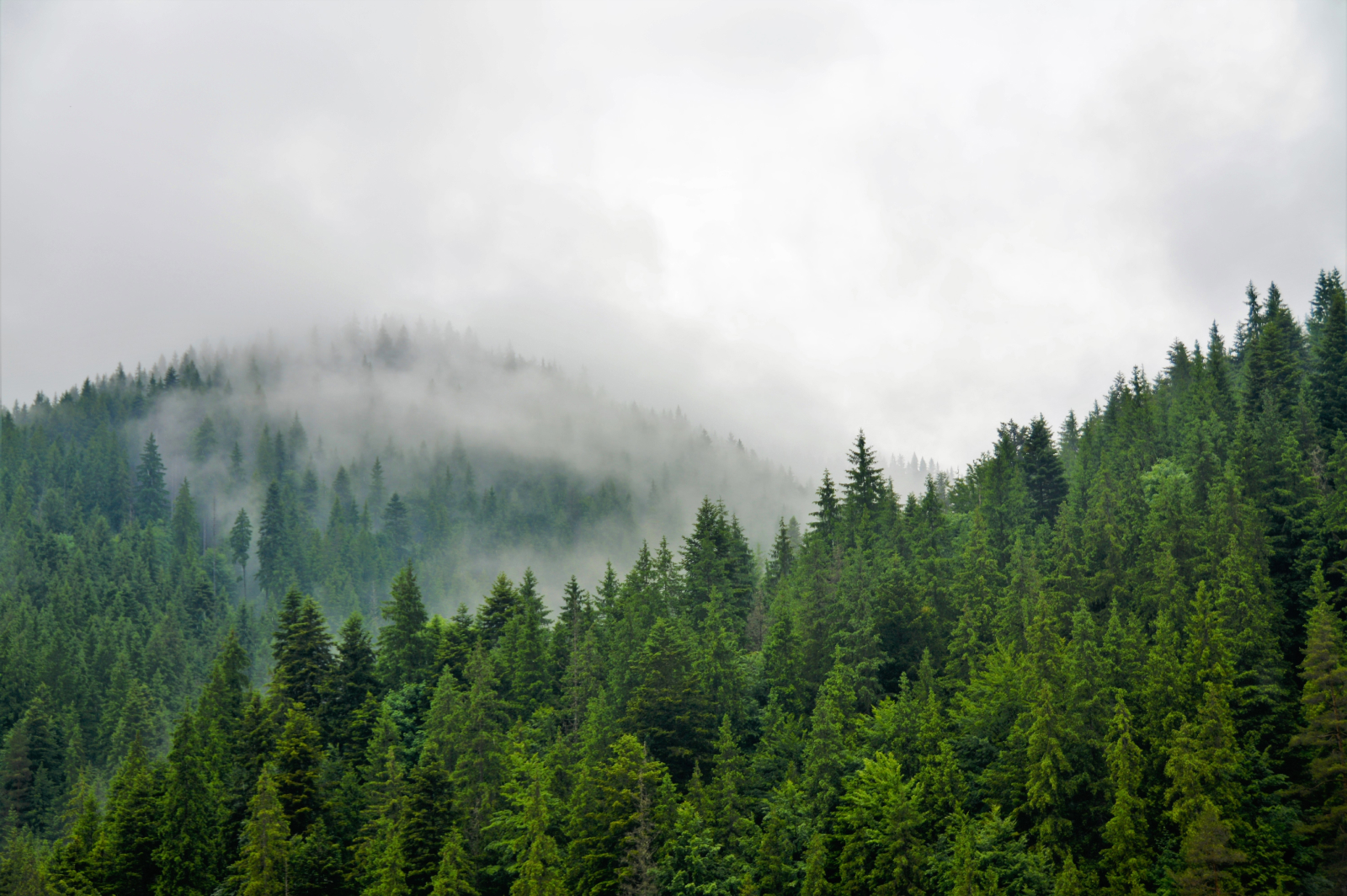 Beautiful photo of a forest of trees on a mountain with mist